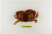 藏品(鈍齒短槳蟹)的圖片